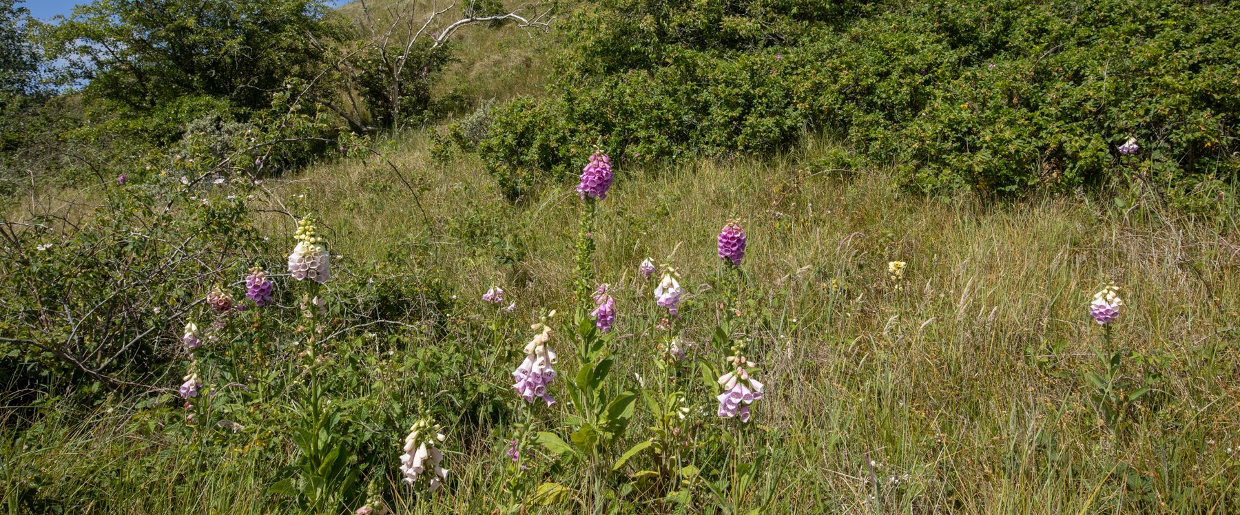 Digitalis