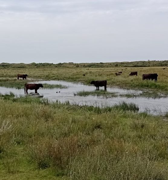 Galloways in de Muy